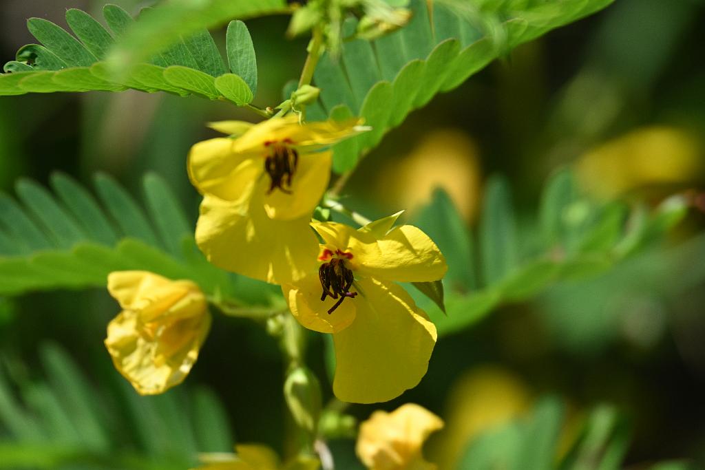 2025-08080030 Tower Hill Botanaic Garden, MA.JPG - Partridge Pea (Chamaecrista fasciculata). New England Botanic Garden at Tower Hill, MA, 8-8-2025
